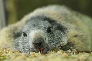 Alpine Marmot (Marmota marmota) lying on the ground, Bavaria, Germany Alpine Marmot (Marmota marmota) lying on the ground, Bavaria, Germany