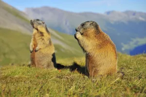 Alpine Marmots, Marmota marmota, Hohe Tauern National Park, Grossglockner High Alpine Road, Carinthia, Austria, Europe Alpine Marmots, Marmota marmota, Hohe Tauern National Park, Grossglockner High Alpine Road, Carinthia, Austria, Europe