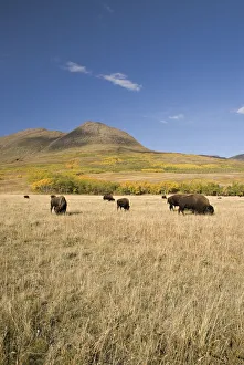 American Bison (Bison Bison), Southern Alberta, Canada American Bison (Bison Bison), Southern Alberta, Canada
