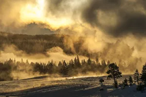 American Bison and Old Faithful at sunrise in the Upper Geyser Basin in YNP, USA American Bison and Old Faithful at sunrise in the Upper Geyser Basin in YNP, USA