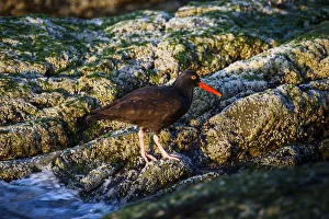 The American Black Oystercatcher (Haematopus Bachmani) Forages In The Intertidal The American Black Oystercatcher (Haematopus Bachmani) Forages In The Intertidal