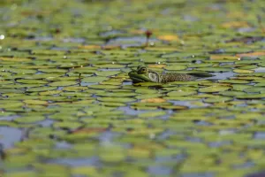 An American Bullfrog (Lithobates Catesbeianus) Rests In A Pond; Tahlequah, Oklahoma An American Bullfrog (Lithobates Catesbeianus) Rests In A Pond; Tahlequah, Oklahoma