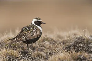 American Golden-Plover Stands On Tundra Of The Arctic Coastal Plain, National Petroleum Reserve, Arctic Alaska, Spring American Golden-Plover Stands On Tundra Of The Arctic Coastal Plain, National Petroleum Reserve, Arctic Alaska, Spring