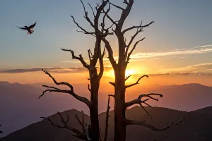 Ancient Bristlecone Pines at sunset, California, USA Ancient Bristlecone Pines at sunset, California, USA