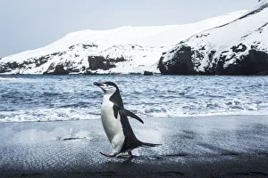 Antarctica, South Shetland Islands, Chinstrap Penguin (Pygoscelis Antarcticus) Walking Antarctica, South Shetland Islands, Chinstrap Penguin (Pygoscelis Antarcticus) Walking