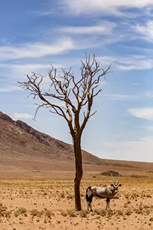 Images Dated 25th December 2015: An antelope stands under a tree in the desert, Namibia
