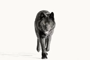 Images Dated 17th March 2006: Archipelago Wolf In Black Color Phase Trotting On Snow Field Southeast Alaska Winter Tongass Nat