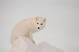 Arctic Fox Stands In Late Afternoon Sun On Top Of A Large Chunk Of Ice, Churchill, Manitoba Canada, Winter Arctic Fox Stands In Late Afternoon Sun On Top Of A Large Chunk Of Ice, Churchill, Manitoba Canada, Winter