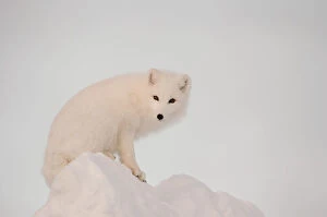 Images Dated 27th November 2004: Arctic Fox Stands In Late Afternoon Sun On Top Of A Large Chunk Of Ice, Churchill