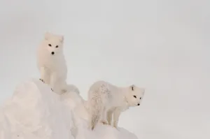 Two Arctic Foxes Stand In Late Afternoon Sun On Top Of A Large Chunk Of Ice, Churchill, Manitoba Canada, Winter Two Arctic Foxes Stand In Late Afternoon Sun On Top Of A Large Chunk Of Ice, Churchill, Manitoba Canada, Winter