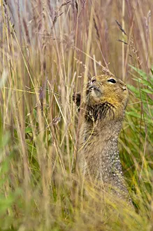 An Arctic Ground Squirrel Feasts On Grass Seeds Near The Eielson Visitor Center In An Arctic Ground Squirrel Feasts On Grass Seeds Near The Eielson Visitor Center In