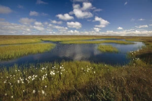 Images Dated 23rd October 1997: Arctic Tundra & Cotton Grass Summer Scenic North Slope Alaska