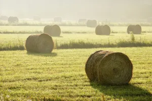 Artist's Choice: Hay Bales In Mist At Sunrise, Bas-Saint-Laurent Region, Saint-Andre-De-Kamouraska, Quebec Artist's Choice: Hay Bales In Mist At Sunrise, Bas-Saint-Laurent Region, Saint-Andre-De-Kamouraska, Quebec