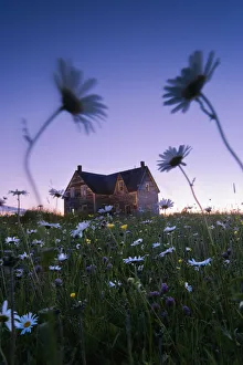 Artist's Choice: Oxeye Daisies And Abandoned House At Dusk, Perce, Gaspesie, Quebec Artist's Choice: Oxeye Daisies And Abandoned House At Dusk, Perce, Gaspesie, Quebec