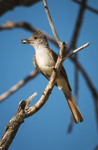 An Ash-Throated Flycatcher (Myiarchus Cinerascens) Captures Insects For Nestlings; Willows An Ash-Throated Flycatcher (Myiarchus Cinerascens) Captures Insects For Nestlings; Willows
