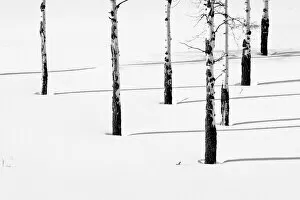 Aspen Trees Gallery: Aspen trees in the snow