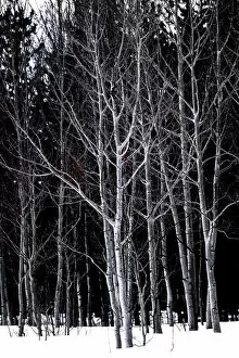 Aspen Trees Gallery: Aspen trees in winter, Rocky Mountain National Park, Colorado, USA