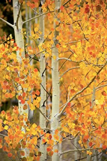 Aspen Trees Gallery: Aspens in autumn colours, Colorado, USA