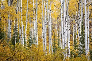 Nature and Landscapes Gallery: Aspens in autumn colours, Thorpe Mountain, Colorado, USA