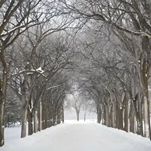 Images Dated 21st January 2009: Assiniboine Park, Winnipeg, Manitoba, Canada; Grove Of Trees In Winter Fog