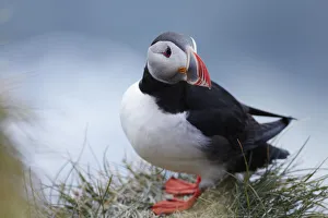 An Atlantic Puffin (Fratercula arctica) resting on a clifftop An Atlantic Puffin (Fratercula arctica) resting on a clifftop