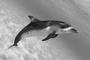 Atlantic Spotted Dolphin (Stenella Plagiodon) In Shallow Clear Ocean Water (Black Atlantic Spotted Dolphin (Stenella Plagiodon) In Shallow Clear Ocean Water (Black