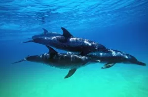 Images Dated 20th August 2006: Atlantic Spotted Dolphins