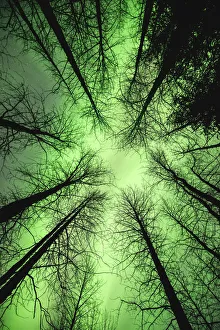 The Aurora Borealis Glows Overhead In A Spruce Forest In Portage Valley, Chugach National Forest, Southcentral Alaska The Aurora Borealis Glows Overhead In A Spruce Forest In Portage Valley, Chugach National Forest, Southcentral Alaska