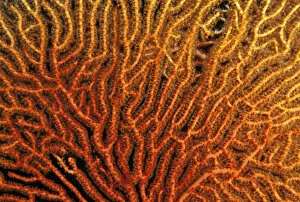 Australia, Coral Sea Fan, Close-Up Bright Orange And Yellow Branches