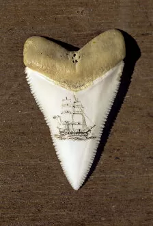 Images Dated 19th July 2007: Australia, South Australia, A Scrimshaw Carving On A Great White Shark Tooth