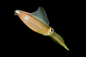 Australia, Southern Squid (Sepioteuthis Australis) Australia, Southern Squid (Sepioteuthis Australis)