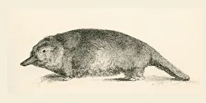 Australian Duck-Billed Platypus. Ornithorhynchus Anatinus. From The National Encyclopaedia Australian Duck-Billed Platypus. Ornithorhynchus Anatinus. From The National Encyclopaedia