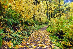 Autumn coloured foliage along a trail in a park, Silver Falls State Park, Oregon, USA Autumn coloured foliage along a trail in a park, Silver Falls State Park, Oregon, USA