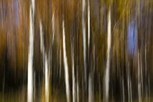 Aspen Trees Gallery: Autumn coloured trees creating abstract art