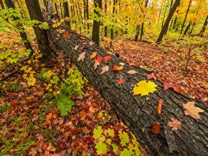 Autumn has set in while in Algonquin Provincial Park. the trees and leaves create an artist palette of colour that is Autumn has set in while in Algonquin Provincial Park. the trees and leaves create an artist palette of colour that is