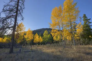Autumn Sunset In Forest Of Golden Aspen And Spruce Trees, Canadian Rockies, Alberta Autumn Sunset In Forest Of Golden Aspen And Spruce Trees, Canadian Rockies, Alberta