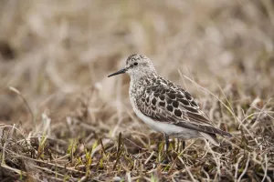 Sandpipers Gallery: Bairds Sandpiper Collection