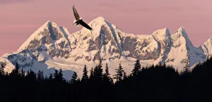 Bald Eagle In Flight At Sunset With Mendenhall Towers In Background Tongass National Forest Juneau Southeast Alaska Bald Eagle In Flight At Sunset With Mendenhall Towers In Background Tongass National Forest Juneau Southeast Alaska