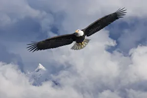 Bald Eagle In Flight Tongass National Forest Inside Passage Southeast Alaska Summer Composite Bald Eagle In Flight Tongass National Forest Inside Passage Southeast Alaska Summer Composite