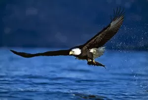 Images Dated 23rd March 2006: Bald Eagle (Haliaeetus Leucocephalus) Clutching Fish
