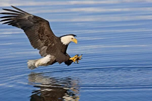 Images Dated 17th March 2005: Bald Eagle Prepares To Grab Fish Inside Passage Se Ak Summer