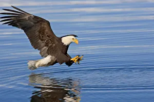 Bald Eagle Prepares To Grab Fish Inside Passage Se Ak Summer Bald Eagle Prepares To Grab Fish Inside Passage Se Ak Summer