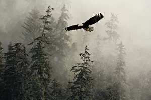 Images Dated 26th October 2005: Bald Eagle Soaring In Flight Through Misty Tongass Nat Forest Se Alaska Summer Composite