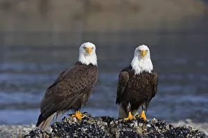 Bald Eagles Perched On Barnacle Covered Rock Inside Passage Southeast Alaska Summer Bald Eagles Perched On Barnacle Covered Rock Inside Passage Southeast Alaska Summer