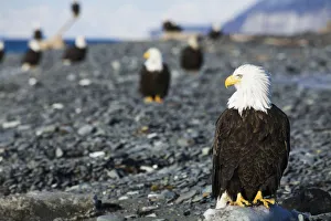 Bald Eagles Standing On The Shore Of Kachemak Bay On The Homer Spit, Kenai Peninsula, Southcentral Alaska Bald Eagles Standing On The Shore Of Kachemak Bay On The Homer Spit, Kenai Peninsula, Southcentral Alaska