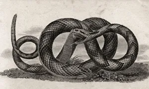 Banded Rattlesnake Crotalus Horridus From A 17Th Century Print Banded Rattlesnake Crotalus Horridus From A 17Th Century Print