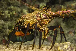 Banded Spiny Lobster, Panulirus marginatus, Hawaii, USA Banded Spiny Lobster, Panulirus marginatus, Hawaii, USA