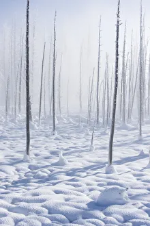 Bare lodgepole pine tree trunks in a snow covered landscape in winter, YNP, USA Bare lodgepole pine tree trunks in a snow covered landscape in winter, YNP, USA