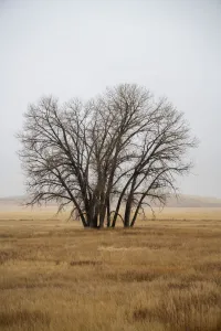 Bare trees and winter-brown grass at the Rocky Mountain Arsenal National Wildlife Refuge near Denver, Colorado Bare trees and winter-brown grass at the Rocky Mountain Arsenal National Wildlife Refuge near Denver, Colorado