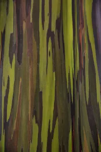 Bark Of The Rainbow Eucalyptus (Eucalyptus Deglupta); Hawaii, United States Of America Bark Of The Rainbow Eucalyptus (Eucalyptus Deglupta); Hawaii, United States Of America
